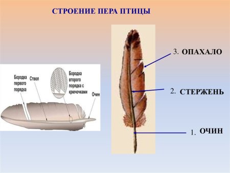 Название частей пера