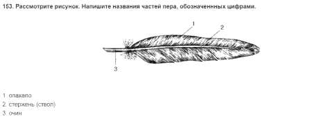 Маховое перо строение