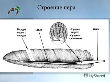 Строение контурного пера птицы