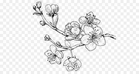 Сакура черно белая