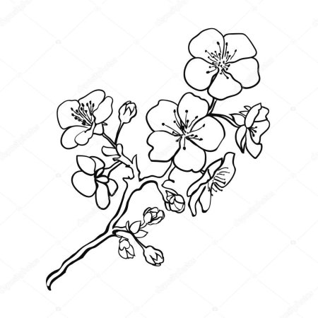 Веточка Сакуры для раскрашивания