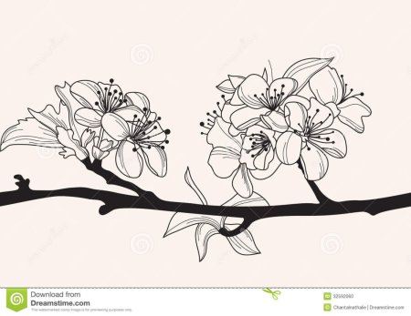 Ветка Сакуры в графике