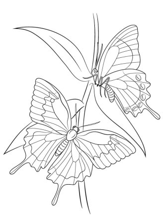 Контурный рисунок цветы бабочки (47 фото)