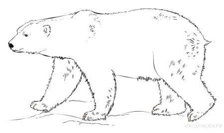 Большая медведица раскраска - 69 фото