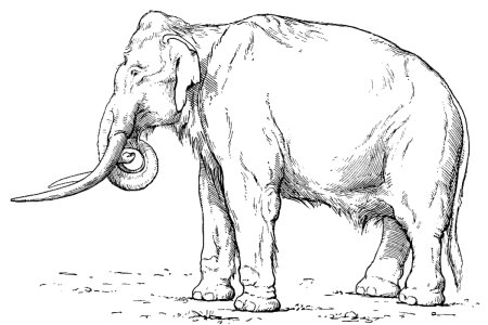 Mammuthus meridionalis