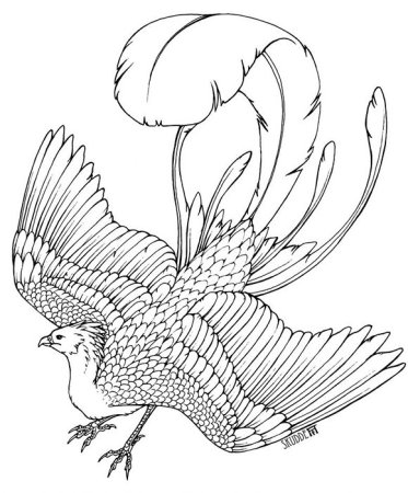 Раскраски красивые птицы