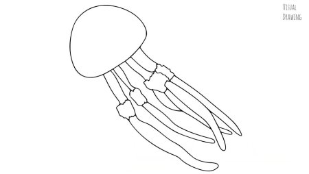 Медуза хризаора (Chrysaora quinquecirrha)
