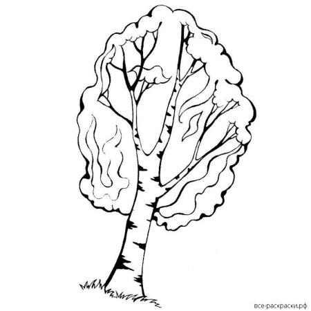 Береза раскраска