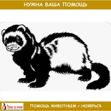 Хорек черно белый