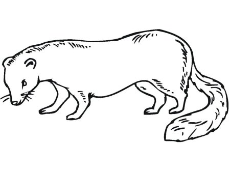 Хорек раскраска
