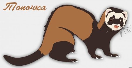 Соболь мультяшный