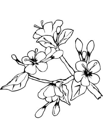 Рисование цветущей ветки