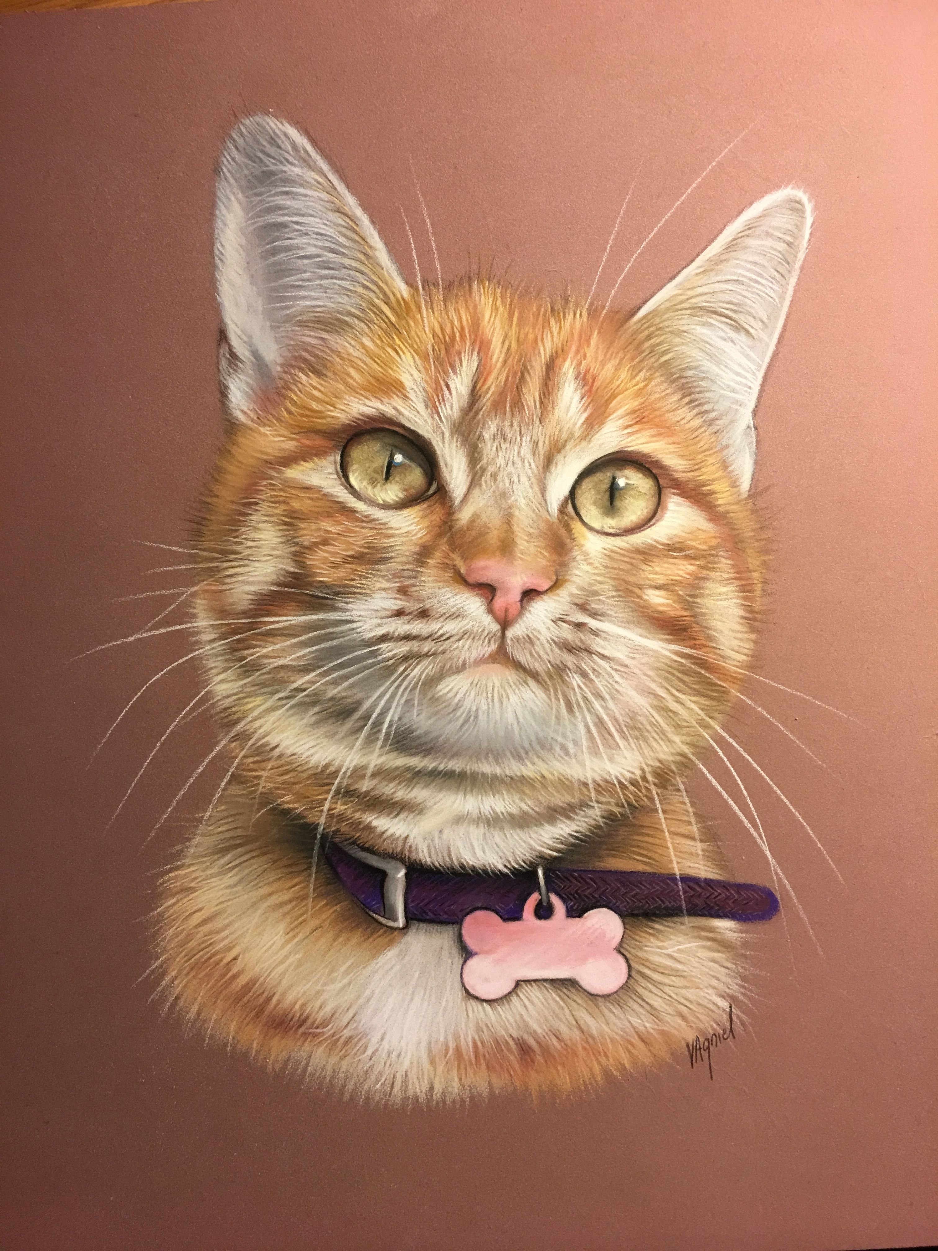 Аватарка кошечка. Кот арт. Портреты красивых кошек. Рыжая кошка рисунок. Рыжие коты.