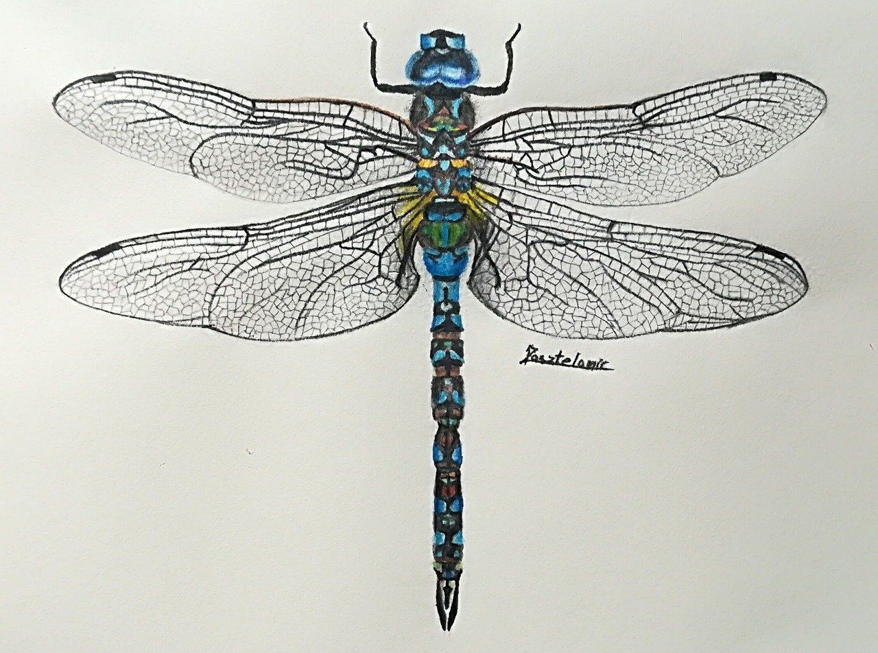 Dragonfly 2001 Екатерина