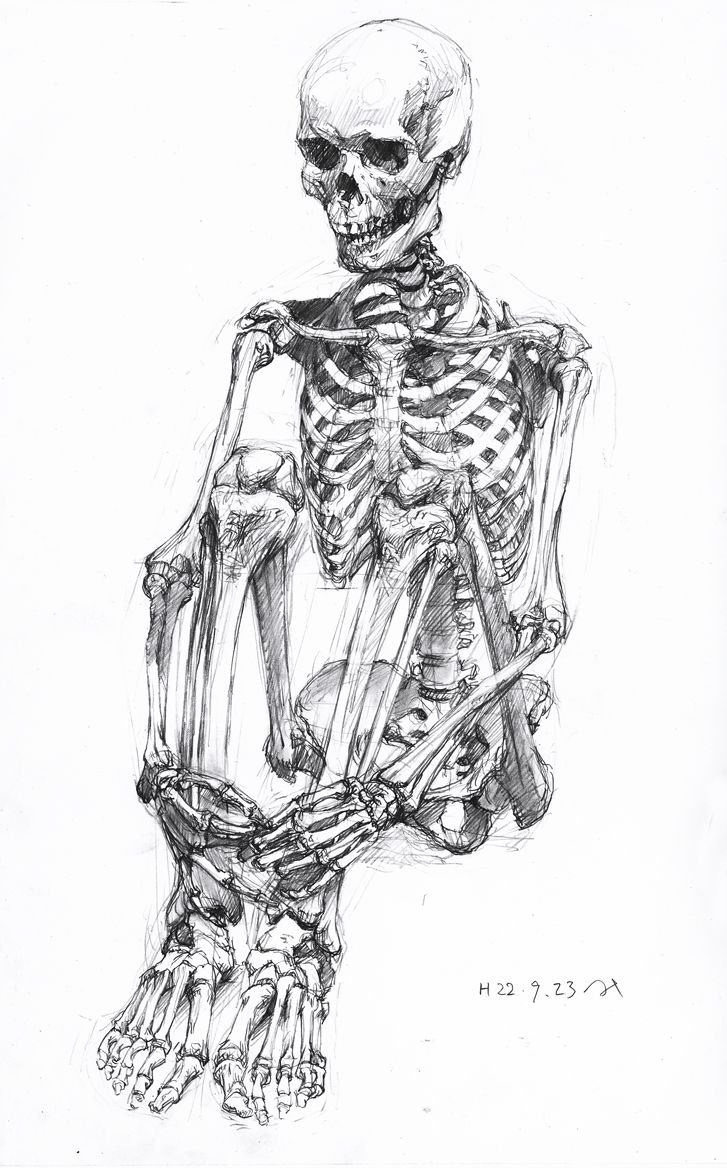 Скелет анатомия