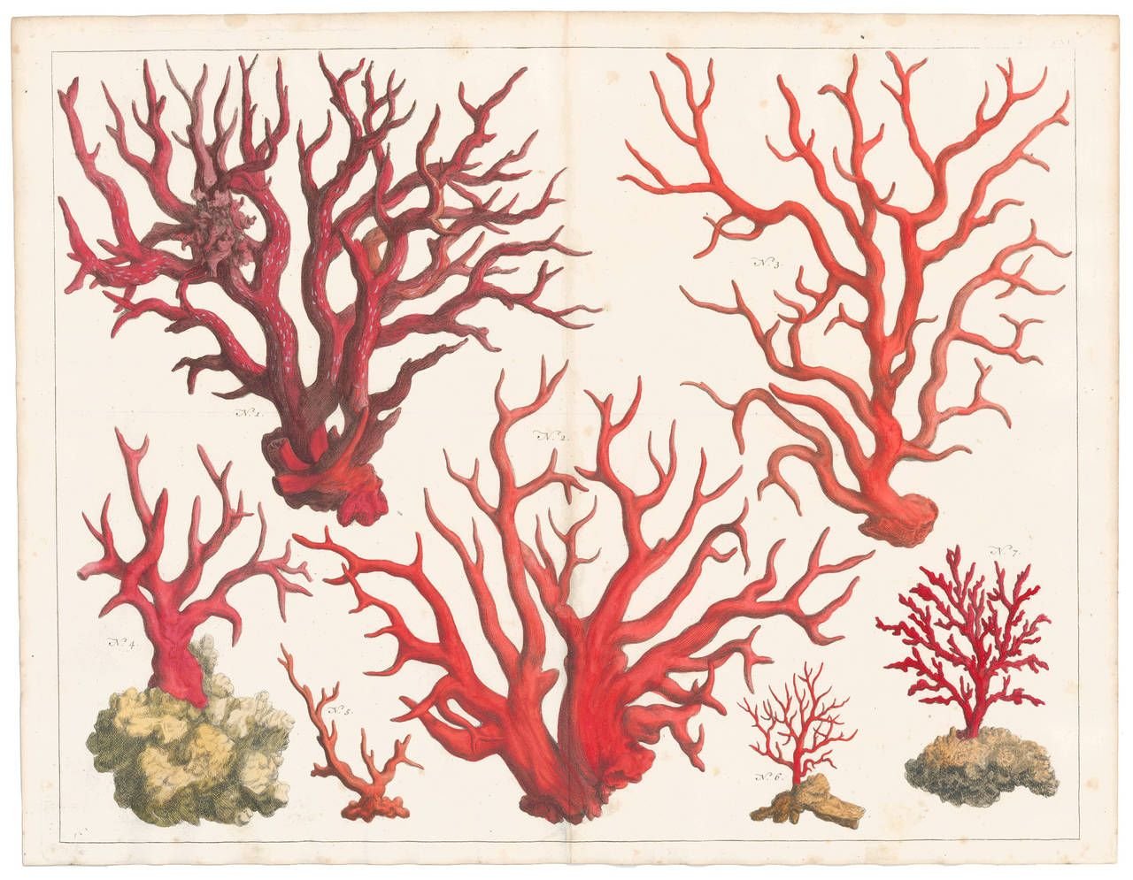Кораллы гравюра