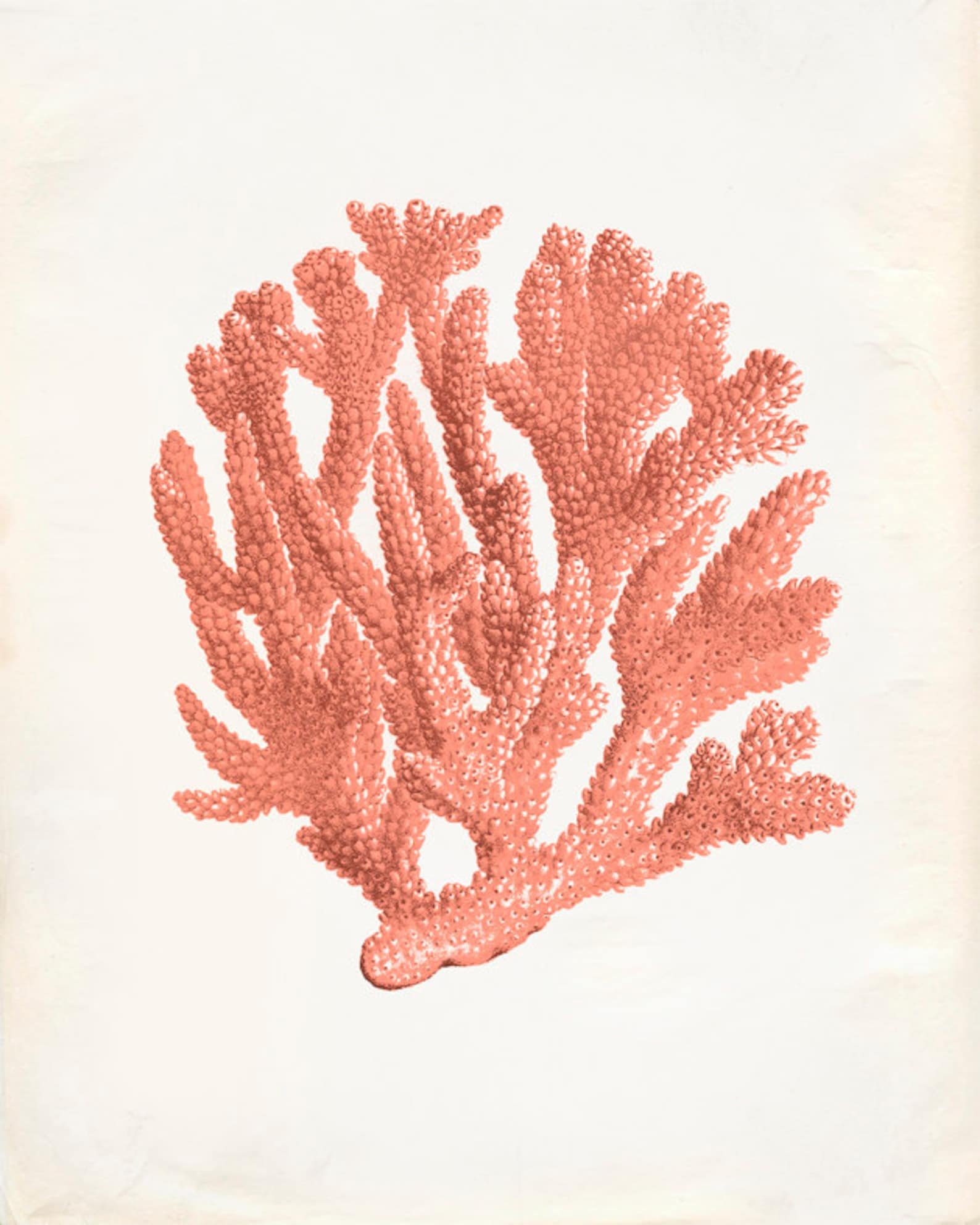 Кораллы для рисования
