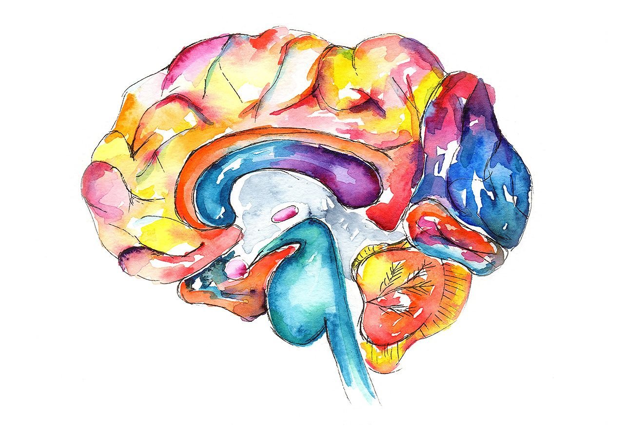 Красивый мозг