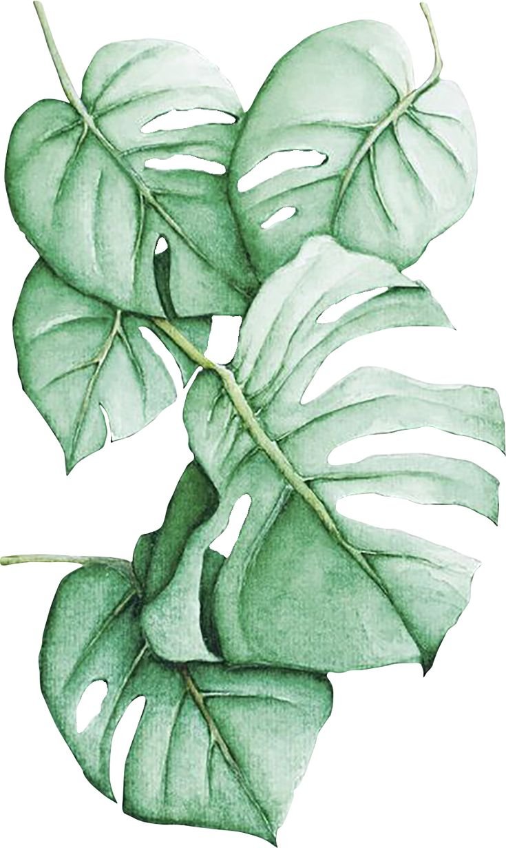картинки листья рисованные
