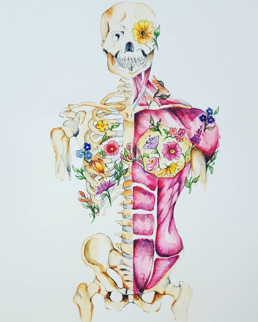 Красивые рисунки по анатомии