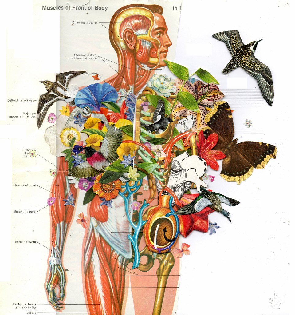 Анатомия человека искусство