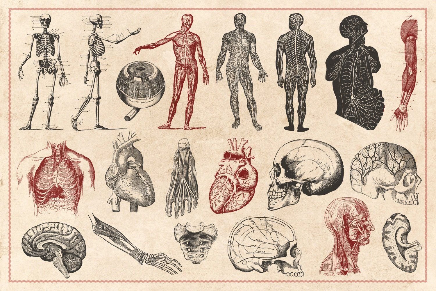 Анатомические плакаты старые
