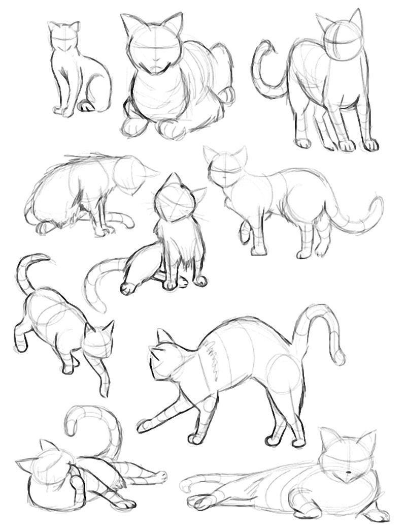 Позы котов для рисования
