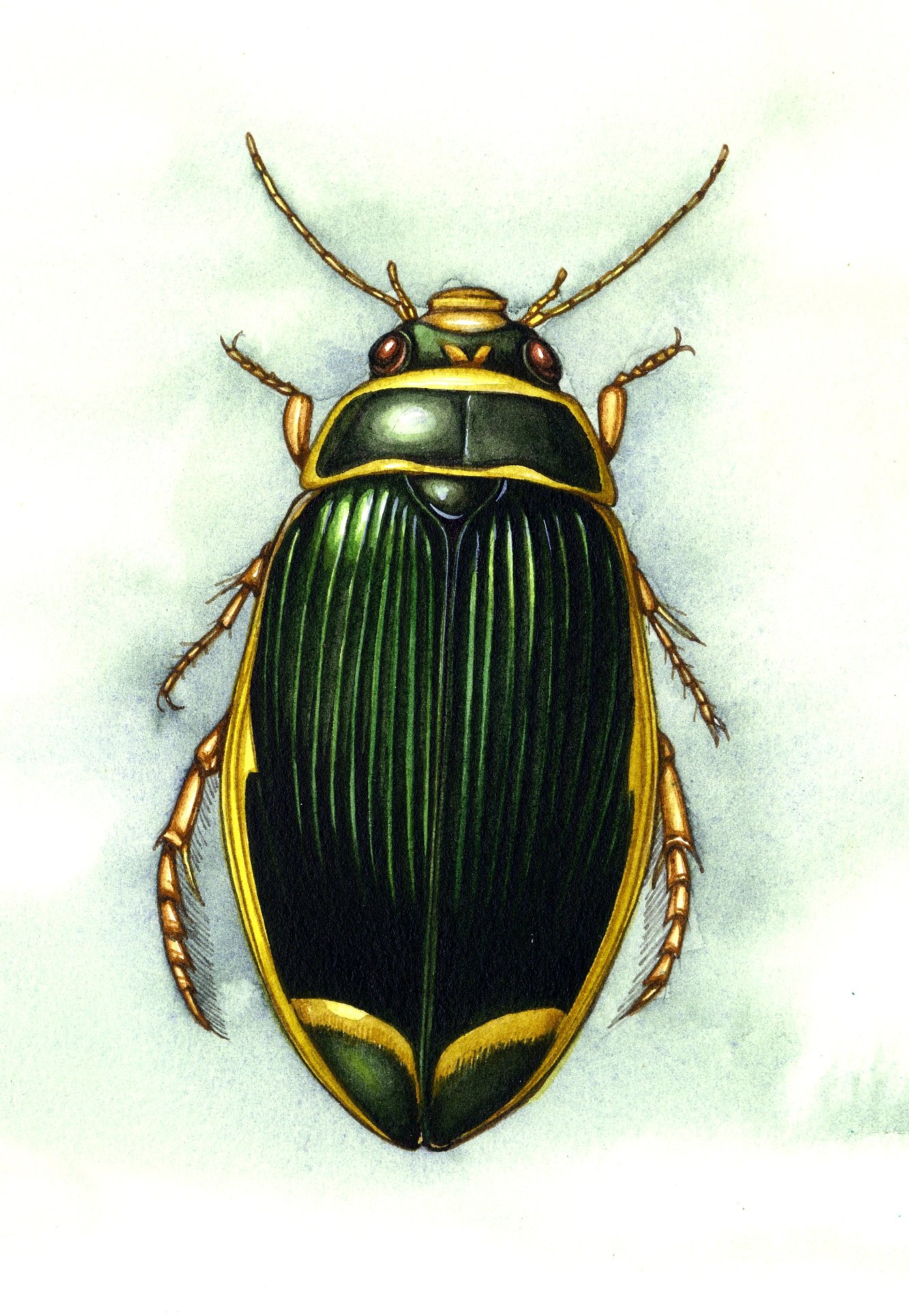 Маник ботаника жуки