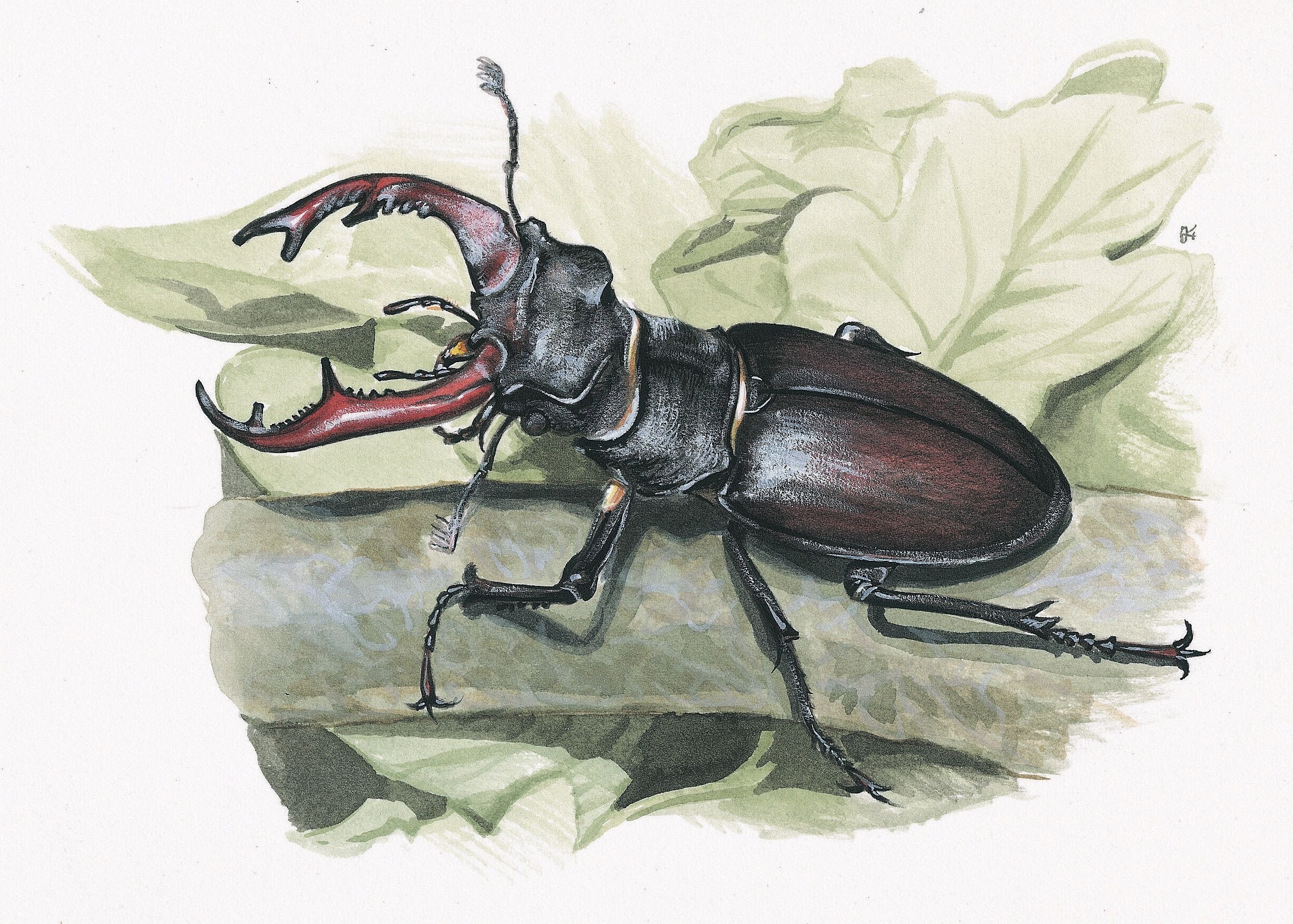 картинки нарисованных жуков
