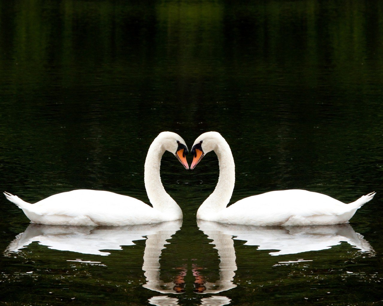 Белые лебеди любовь