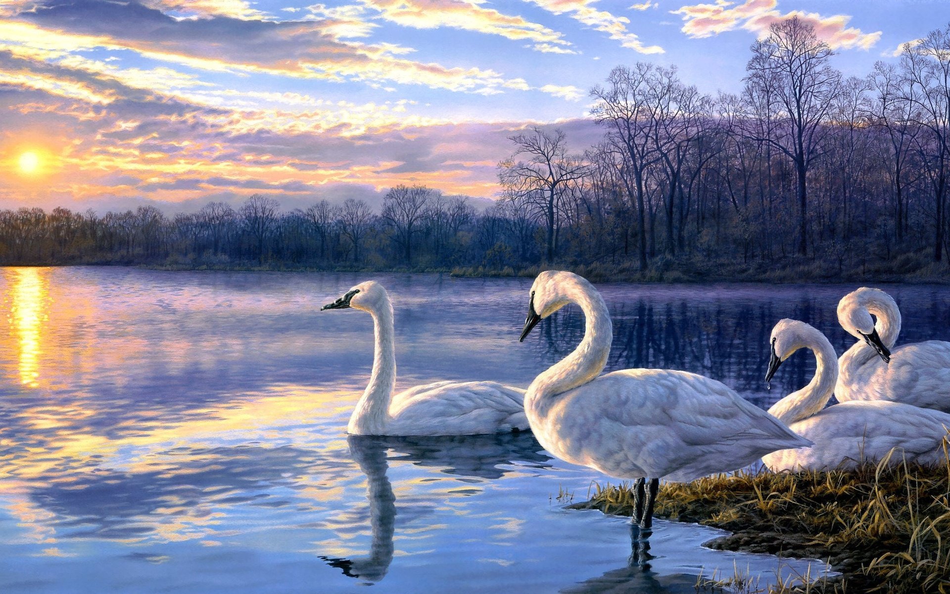 Лебеди на озере ВАНГОГВОМНЕ