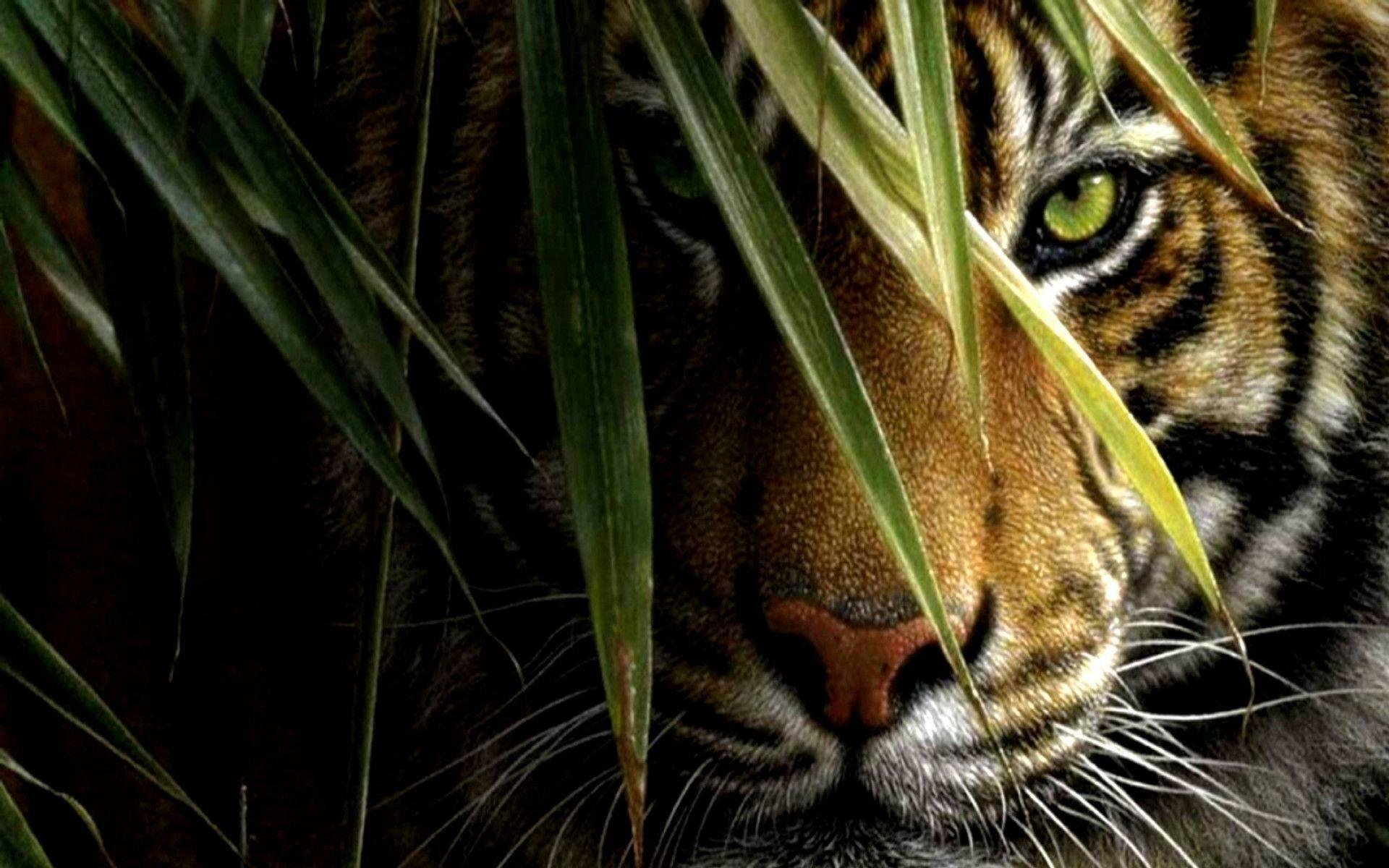 Тигр в засаде