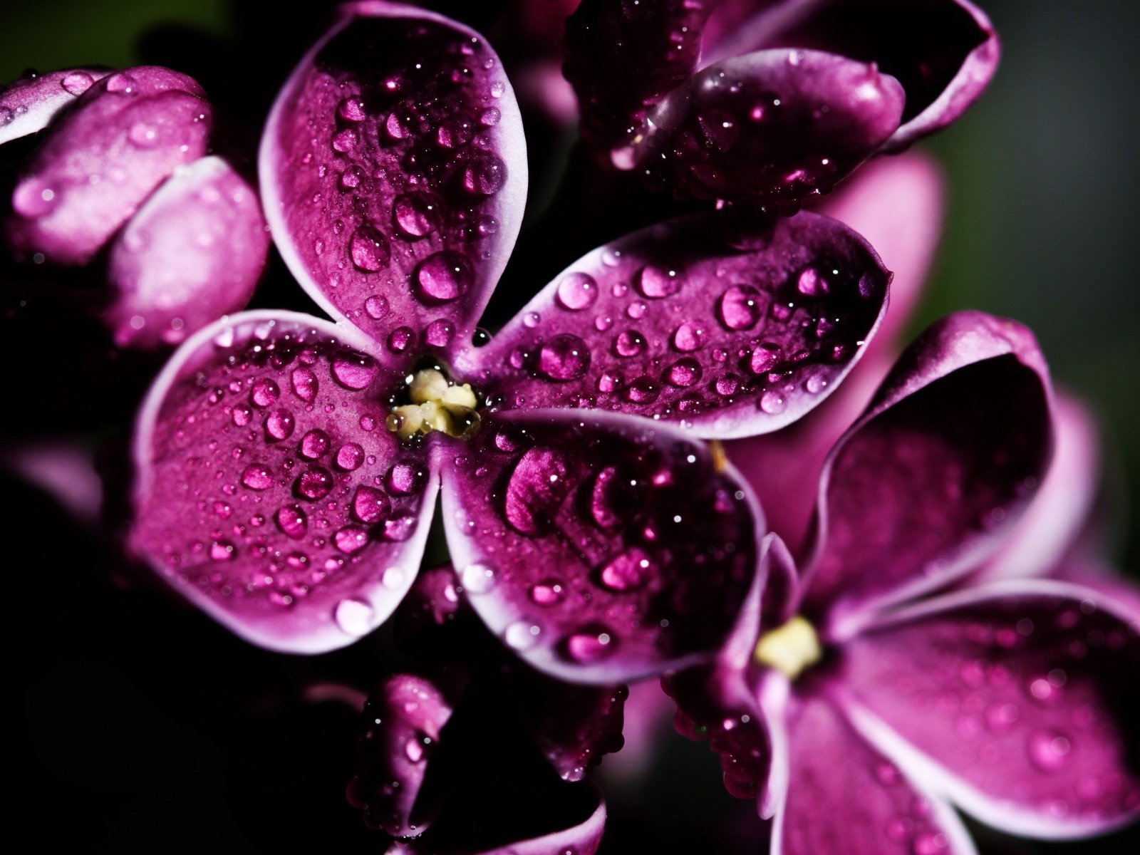 Открытки на экран телефона. Фиолетовые цветы. Цветы Макросъемка. Сиреневые цветы. Цветы на заставку.