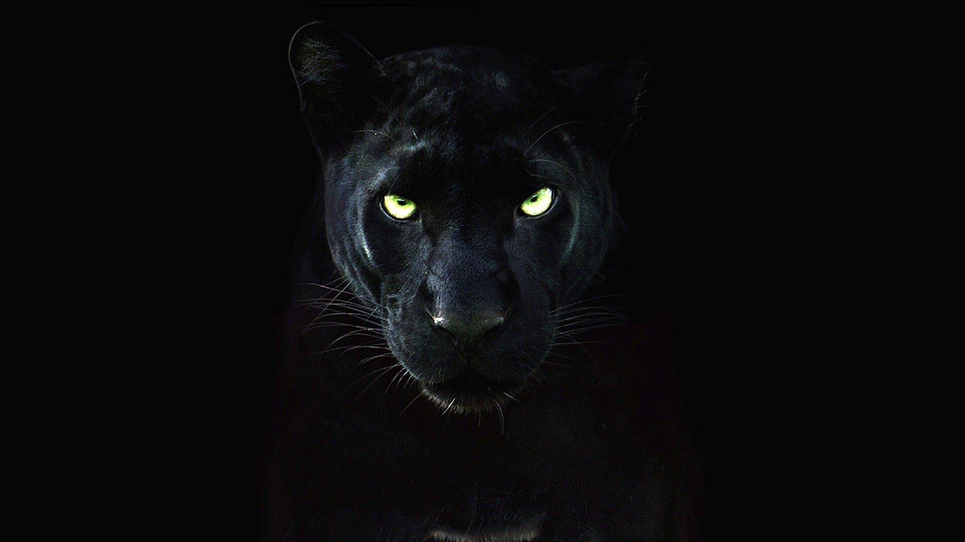 фанфик глаза пантеры светятся в ночи фото 8