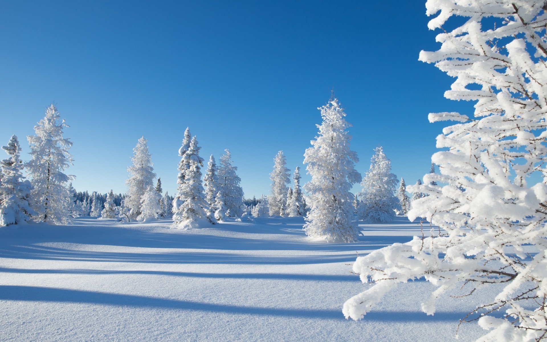 лучшие фото природы зима