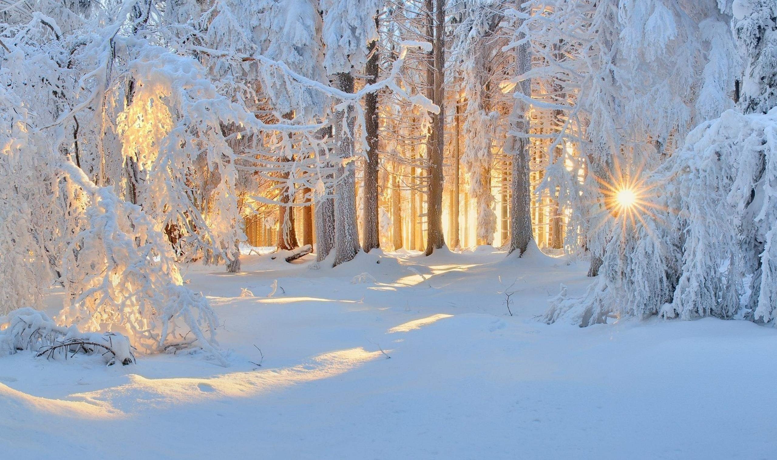очень красивые фото зимы