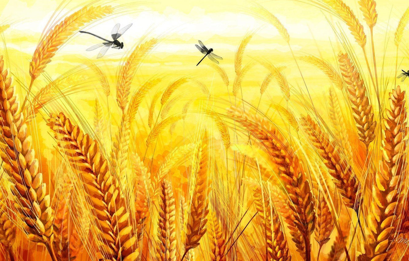 Фон колосья пшеницы