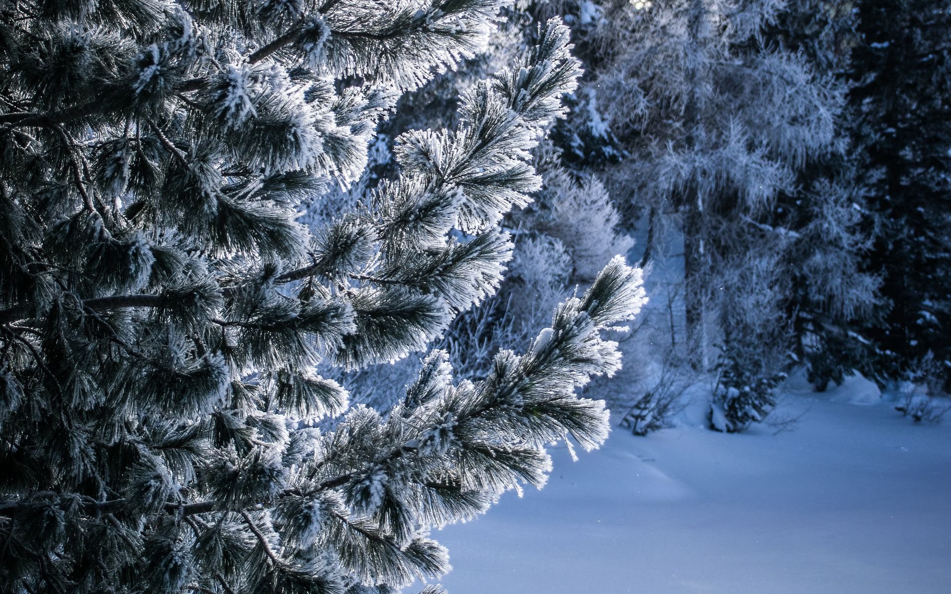 Фотообои зимний лес на рабочий стол
