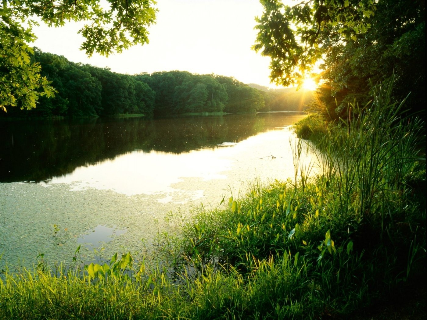 пейзажи природы лето берег реки фото