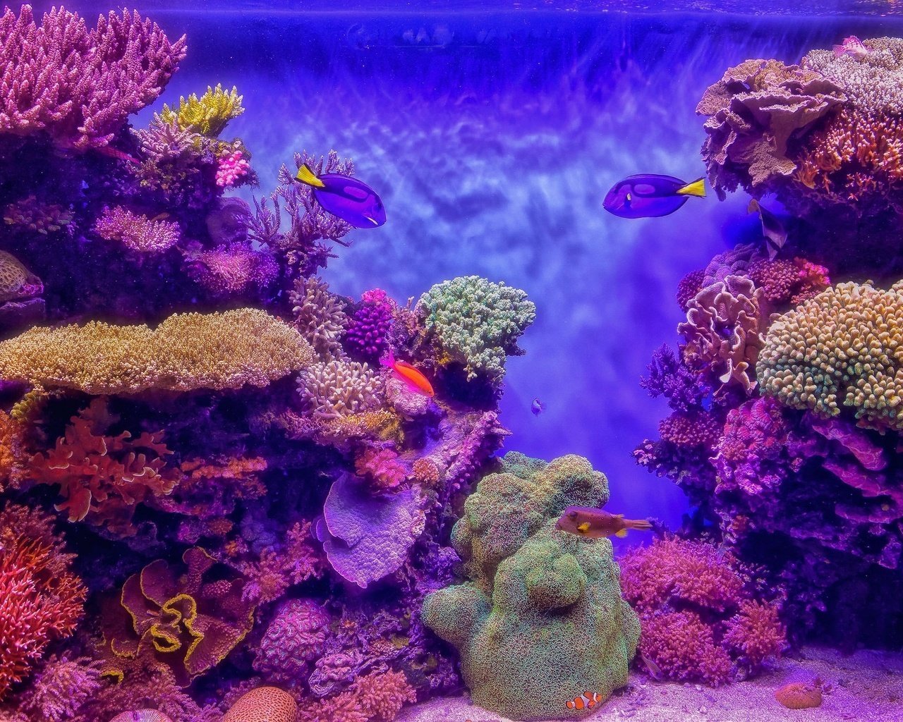 Морское дно с кораллами
