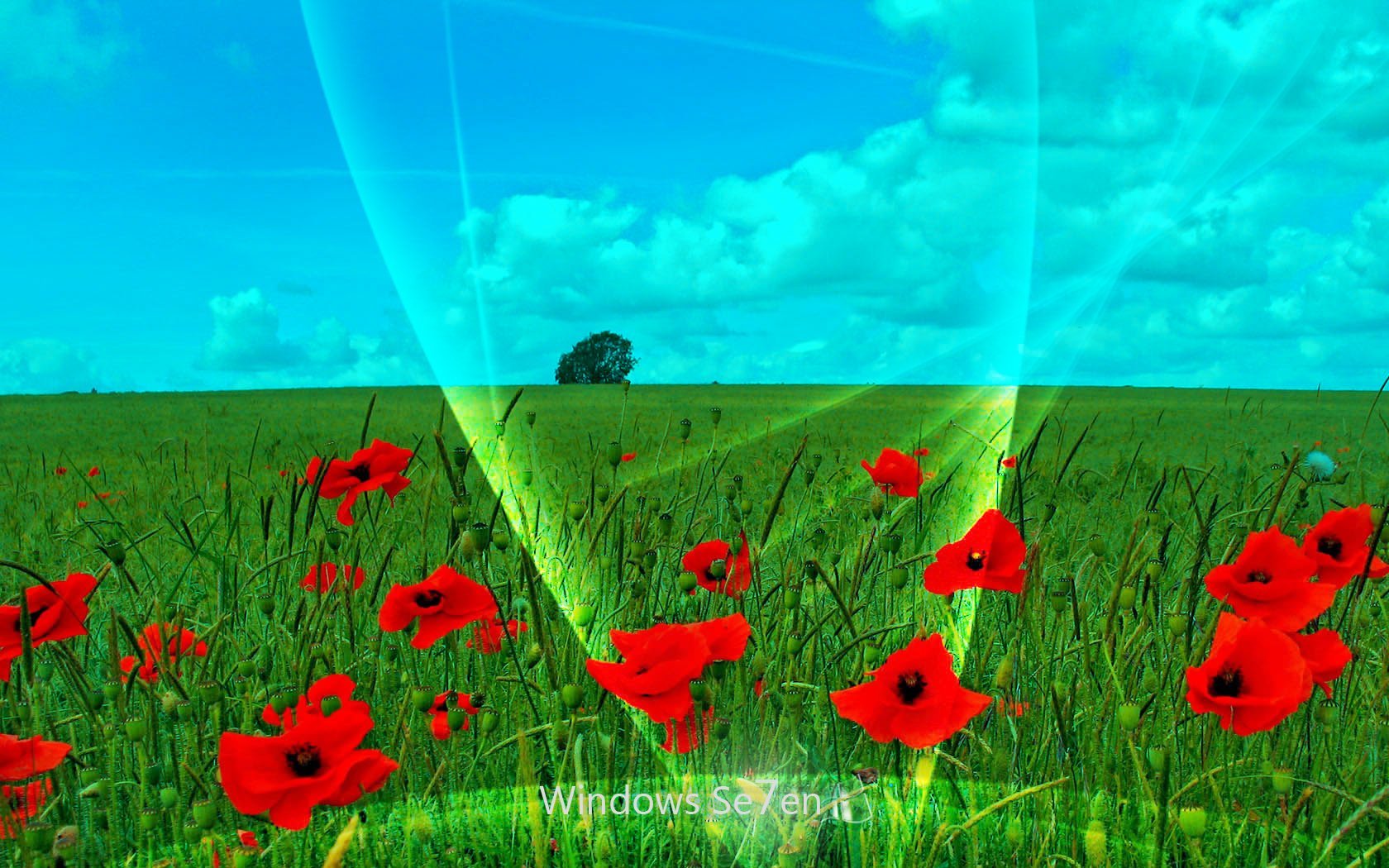 Тюльпаны Windows XP