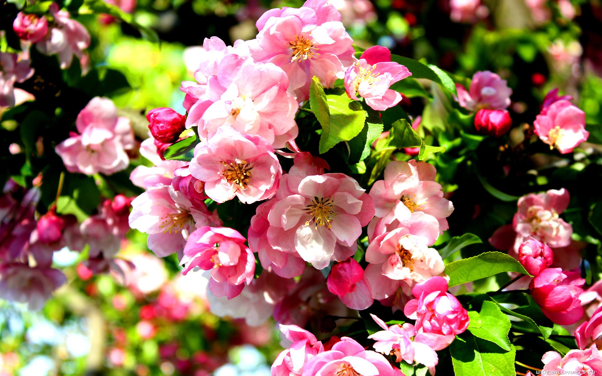 Цветет яблоня Пинк Роуз букет