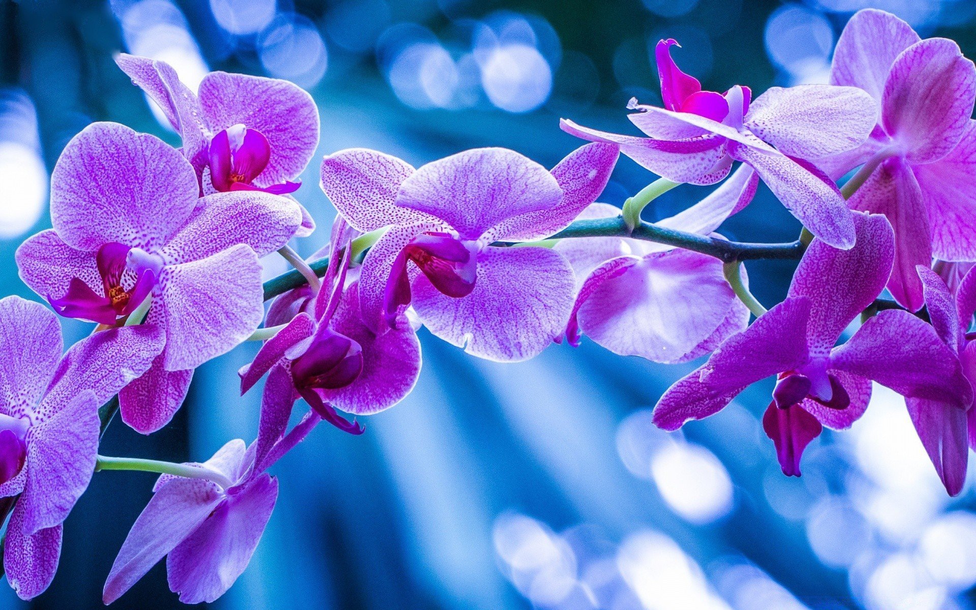 орхидеи фото красивые картинки на весь экран