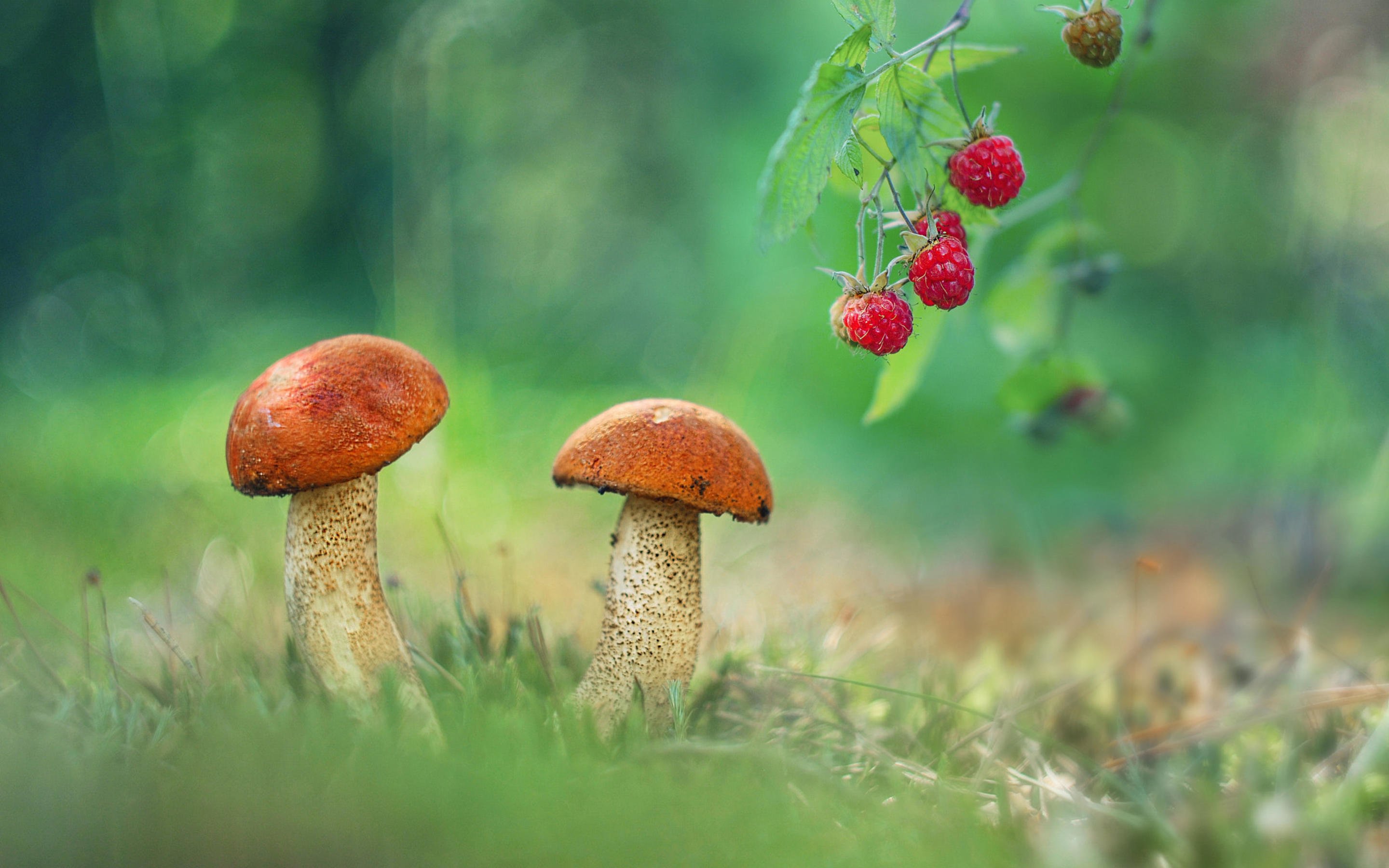 Летний лес с грибами