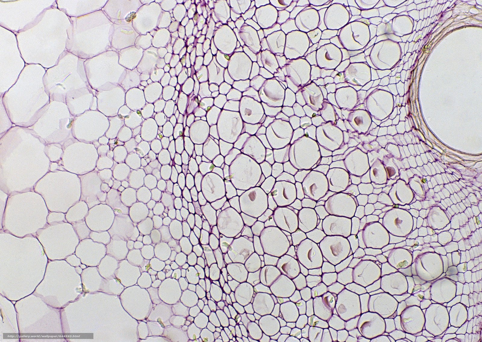 Клетка в микроскопе