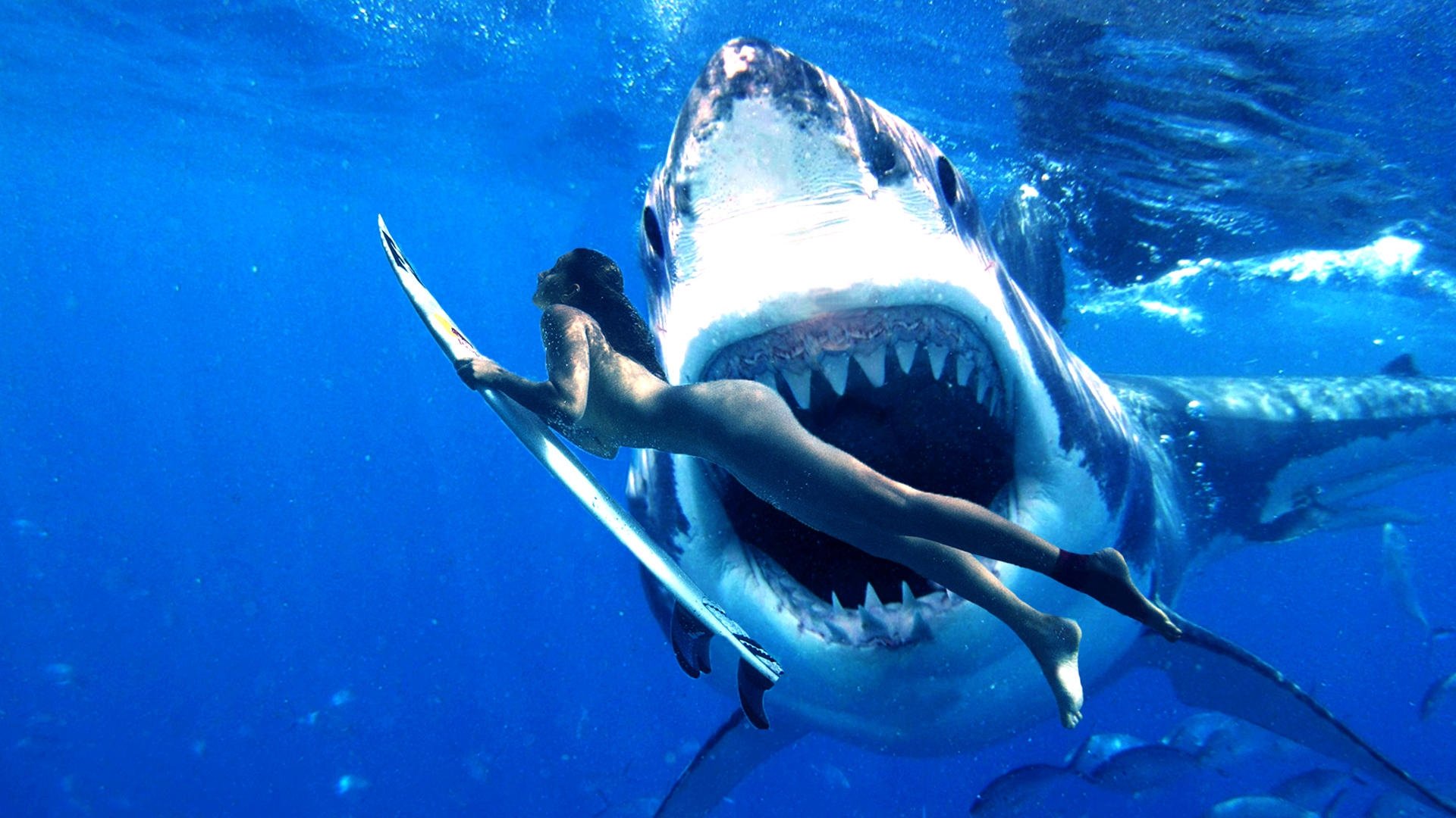 На телефон про акул. Белая акула кархародон. МЕГАЛОДОН мако. Морские обитатели акулы. Подводный мир акулы.