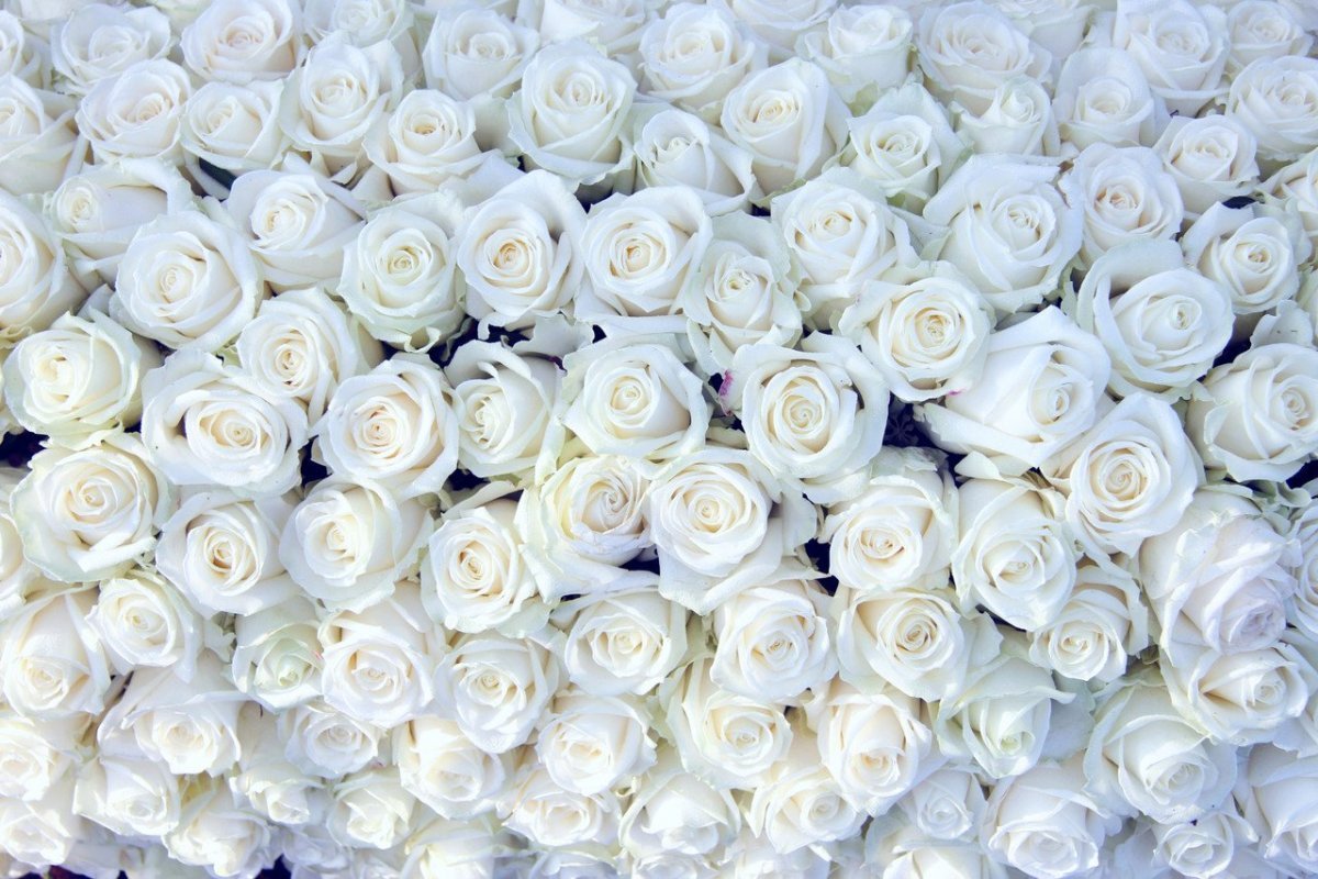 Поле белых роз