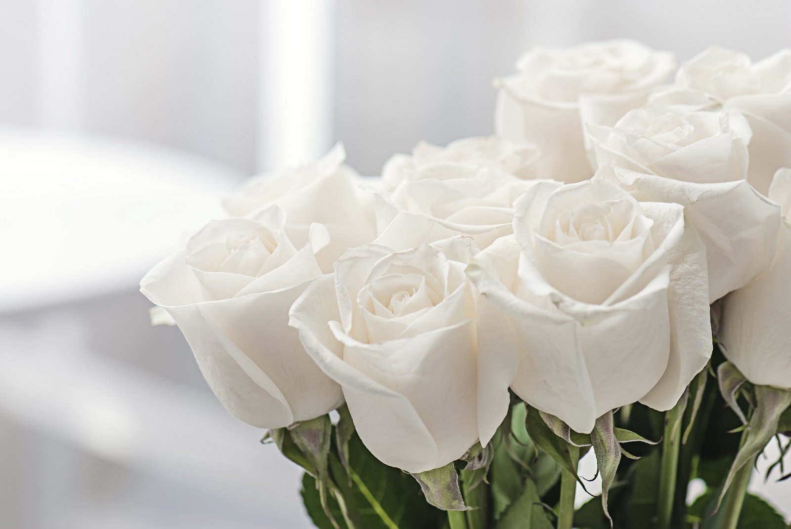 White roses pmv