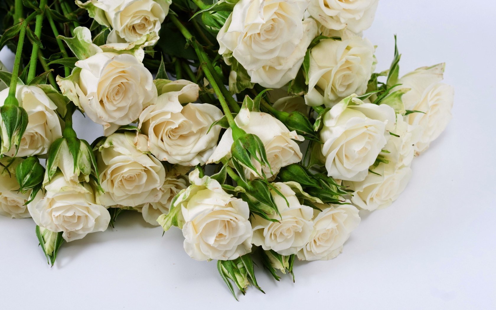 Белые Розы Фон