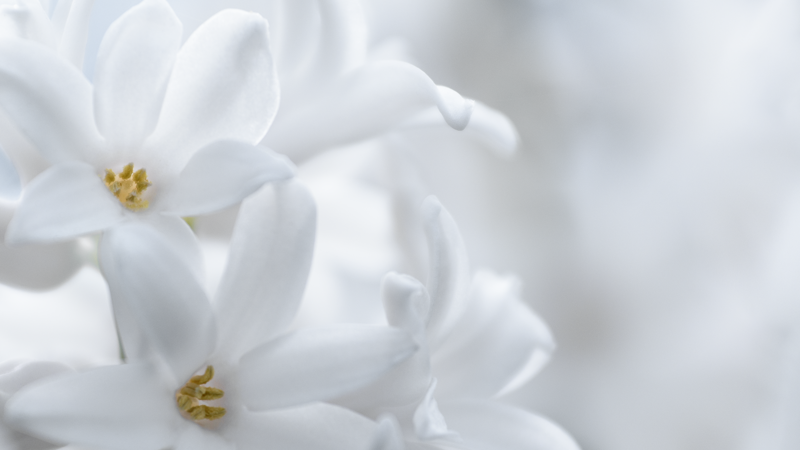 Белые цветы. Светлые цветы. Нежные белые цветы. Цветы на белом фоне.